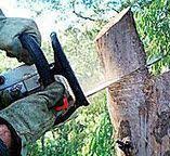 Best Commercial Tree Services  in Pearisburg, VA