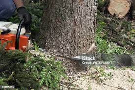 Best Utility Line Clearance  in Pearisburg, VA