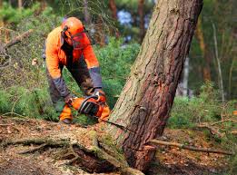 Best Stump Grinding and Removal  in Pearisburg, VA