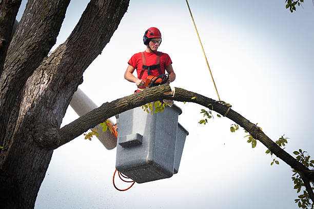Best Aeration Services  in Pearisburg, VA